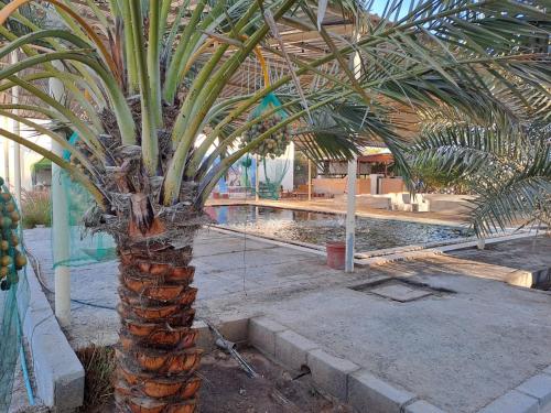 Al Khatem Al Qadeem Farms Majlis Style Accommodation Stay with BBQ Facilities in Bid' Hamamah