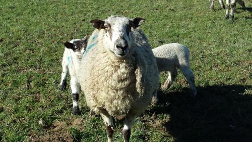 Pwllgwilym B & B - image 6