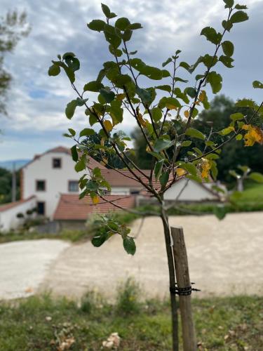 Kert, La Cour Tellier in Rilly La Montagne