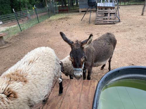 Tiny Town Paddy Garrett Place Ranch Animals by Vacation Your Way
