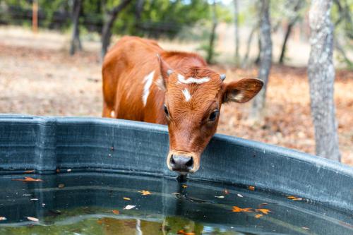Tiny Town Paddy Garrett Place Ranch Animals by Vacation Your Way