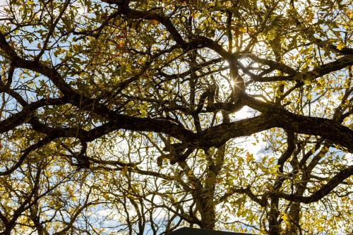 Tiny Town Paddy Garrett Place Ranch Animals by Vacation Your Way