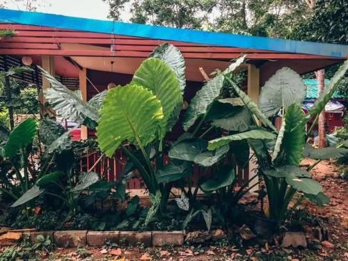 Song pee nong resort Phattalung in Srinagarindra