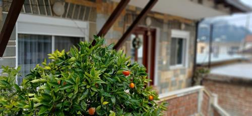 Citrus Nest - image 4