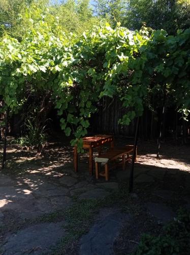 Madre Selva in 巴克羅斯