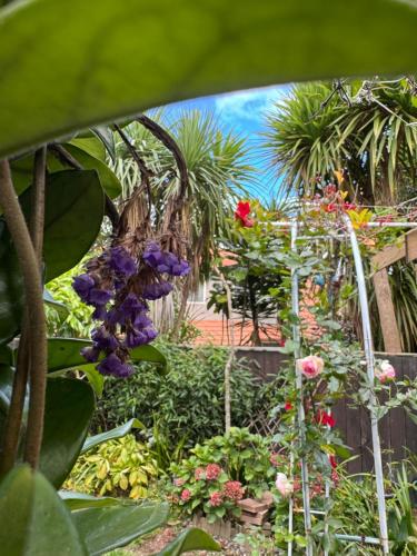 Rose house, Auckland (photo 9)