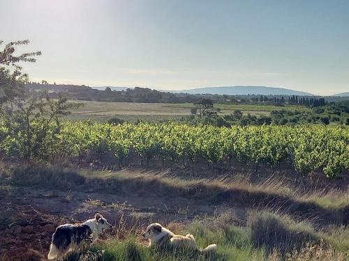 Apkārtne, Domaine Saint Augustin in Rieux-Minervois
