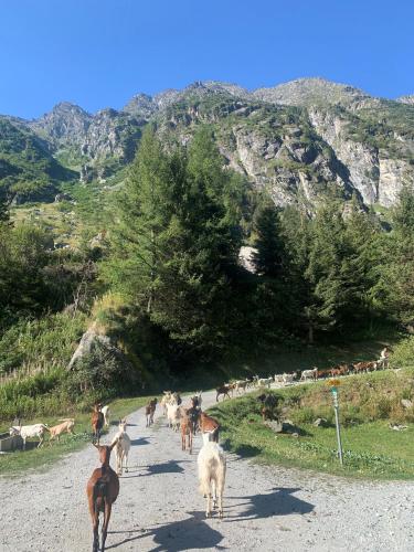 Agritourisme de Montagnier in Bagnes