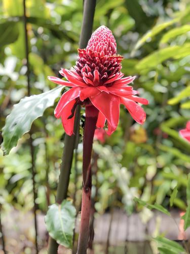 Charmante maison vue mer au Marin avec jardin