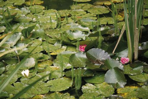 Romantik Hotel Jagdhaus Waldidyll - image 13
