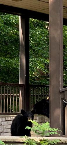 Vista/Panorama, Brookside Lodge in Gatlinburg (TN)