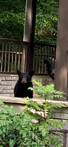 Brookside Lodge - Gatlinburg - On the River, Gatlinburg (Foto 5)