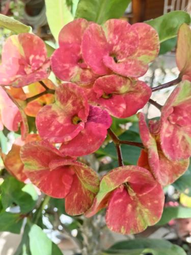 Hostal Vista Boquete