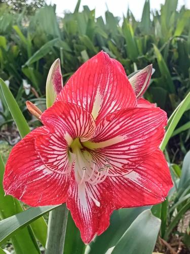 Hostal Vista Boquete