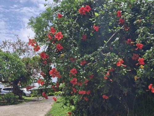 Surrounding environment, Tavua Hotel Ismail Investments in Ba