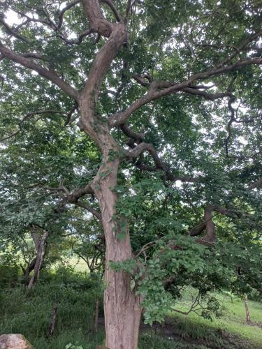 Hospedaje Oropendola Nest