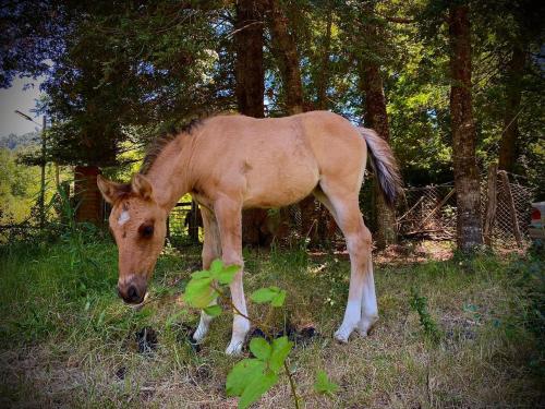 Cabaña familiar en Caburgua (Cabana familiar en Caburgua) in กาบูร์กวา