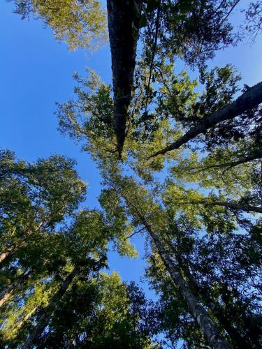 Cabaña familiar en Caburgua (Cabana familiar en Caburgua) in กาบูร์กวา