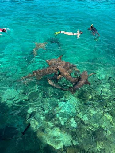 Turtle Hive - Velaa Vani, Dhiffushi (photo 6)