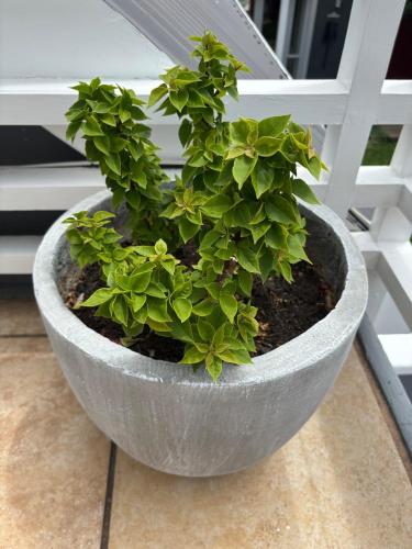 Kert, Thesen Suite in Thesens Sziget