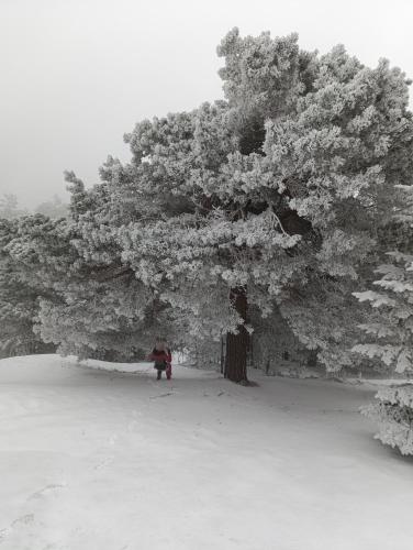 Vikendica Mladenović