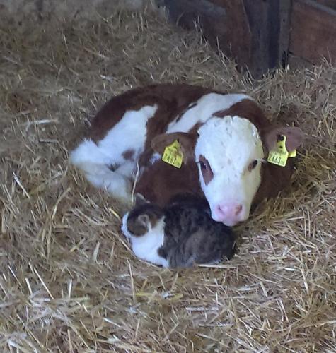  Bio- Erlebnis-Bauernhof-Thonnerhof in Aigen im Ennstal