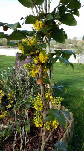 Gite Labradors De Bailly - Giverny