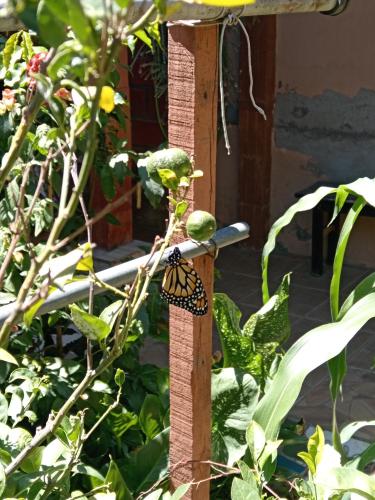 花園, Casa Monarca in 基亞科約