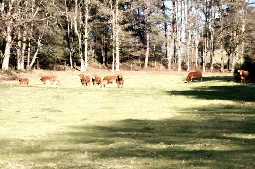Maison charmante à Meyrignac-l'Église avec cheminée (Maison charmante a Meyrignac-l'Eglise avec cheminee) in Correze