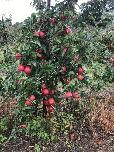 Farmhouse Apartment with Paddock & Orchard Views Farmhouse Apartment with Paddock & Orchard Views