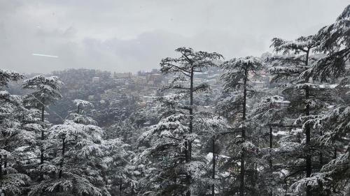 Mountain Zest- Simla Royale Near Mall Road Free Pickup From Railway station simla Mountain Zest- Simla Royale Near Mall Road Free Pickup From Railway station simla