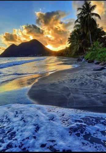 Abricotier à proximité des plages du sud - Location saisonnière - Rivière-Pilote