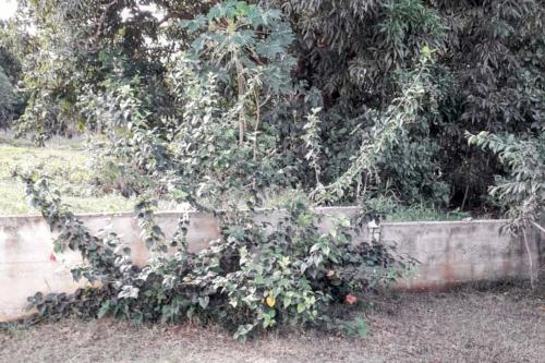 Jardim, Studio tout confort à Sainte-Anne - 39 m² - Vue sur jardin (Studio tout confort a Sainte-Anne - 39 m² - Vue sur jardin) in Berard