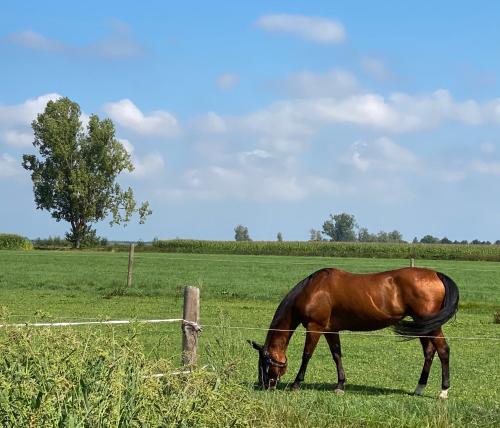 ขี่ม้า, Apartments ideaCasa in กันซ์บวร์ก