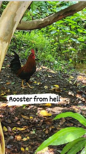 Dominica Back 2 Eden Dominica Back 2 Eden