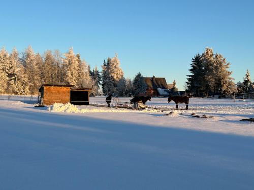 Ferienwohnung Waldblick mit Sauna in 德意志新村