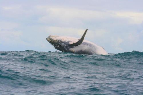 PRIMITIVO LODGE & dive center