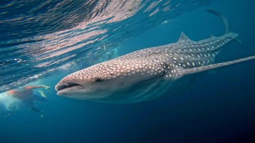 PRIMITIVO LODGE & dive center