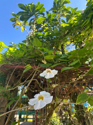 Lotus Sun & Waves Beach Resort Lotus Sun & Waves Beach Resort