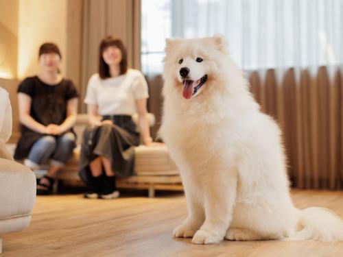 Dog Friendly Superior Twin With private bathroom