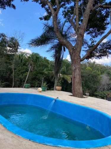 Magic Tree in La Guardia