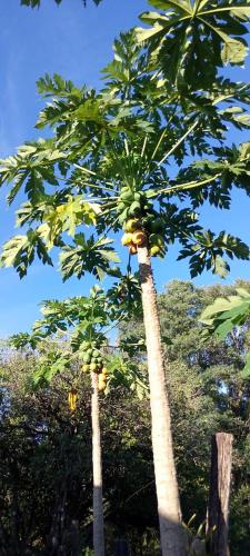 Casa de la Guayubira