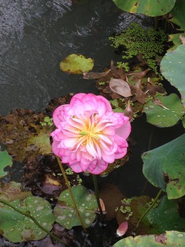 松原山莊 (Songyuan Bed and Breakfast) in 鹿谷鄉