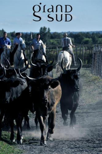 Les pieds dans le sable Appartement Vue Mer 1 chambre 1 cabine
