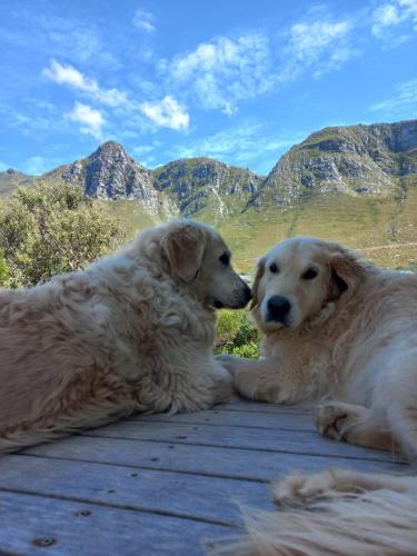 Thundering waves, Bettyʼs Bay (photo 9)