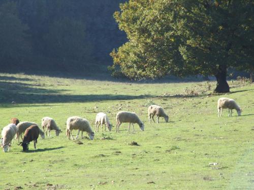 Vumba Agrotourism - main image