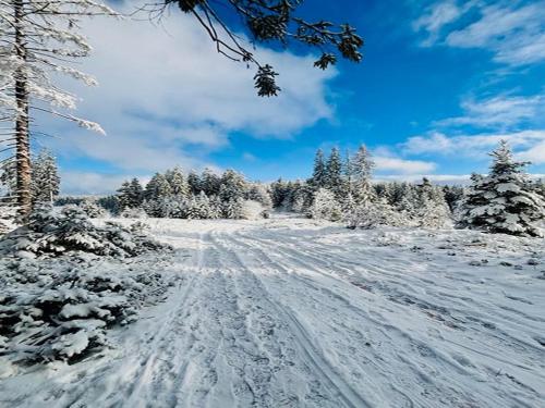 Schwarzwald Nescht Triberg