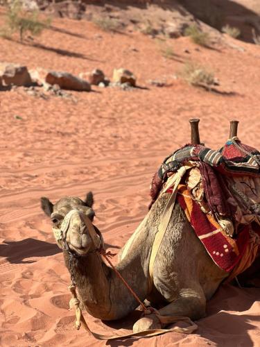 RUM FLOWER lUXURY CAMP in Wadi Rum
