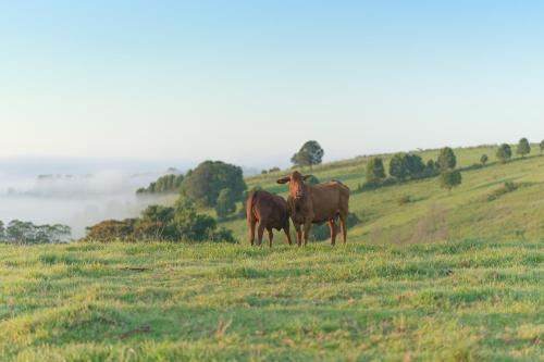 Black Cockatoo Coorabell