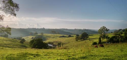 Black Cockatoo Coorabell